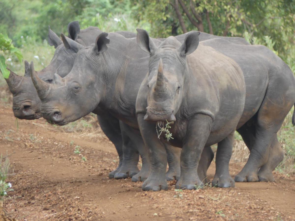 ホテル Ikweta Safari Camp Maua エクステリア 写真