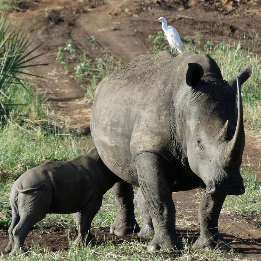 ホテル Ikweta Safari Camp Maua エクステリア 写真