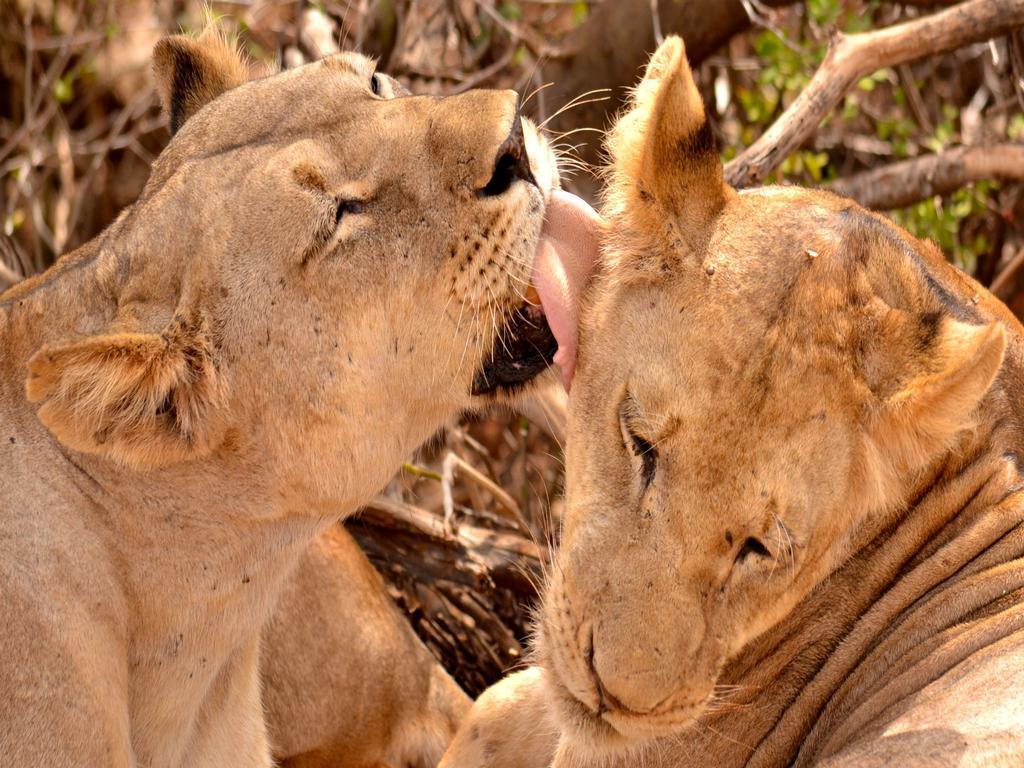 ホテル Ikweta Safari Camp Maua エクステリア 写真