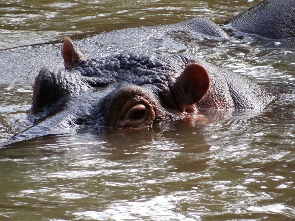 ホテル Ikweta Safari Camp Maua エクステリア 写真