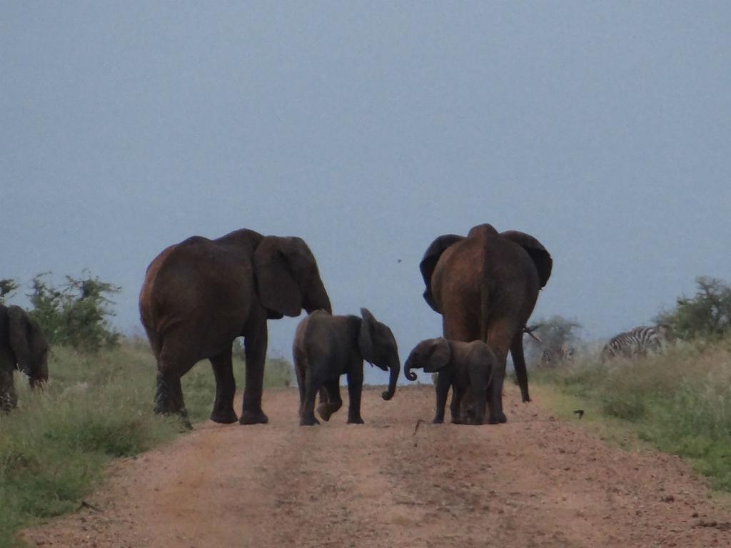 ホテル Ikweta Safari Camp Maua エクステリア 写真