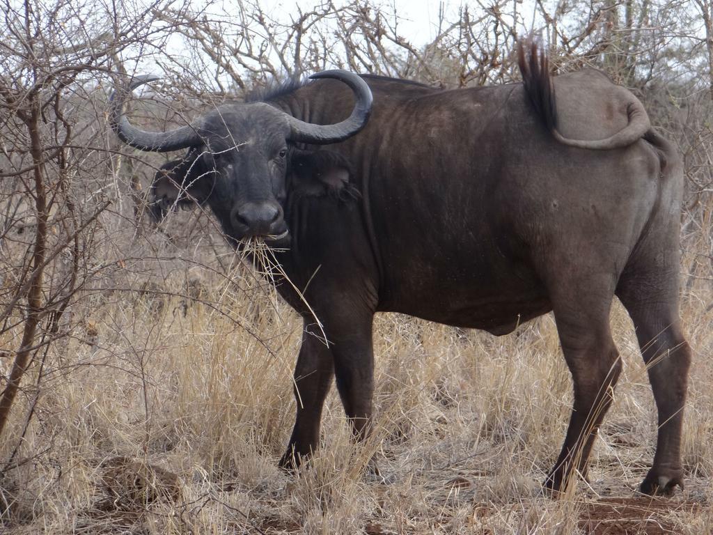 ホテル Ikweta Safari Camp Maua エクステリア 写真